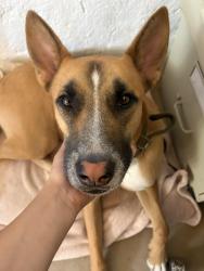 Reunited Male Dog last seen Johnson dr in Ventura, Ventura, CA 93003