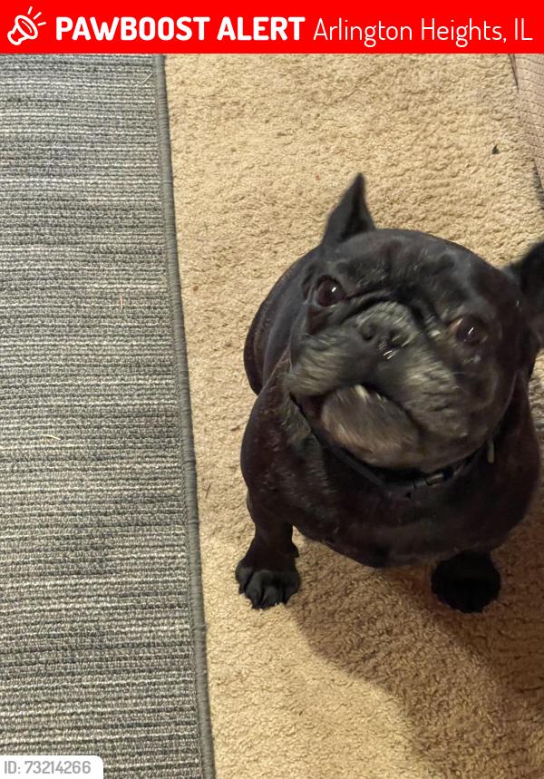 Lost Male Dog last seen Northwest highway Arlington heights, Arlington Heights, IL 60008