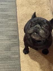 Lost Male Dog last seen Northwest highway Arlington heights, Arlington Heights, IL 60008