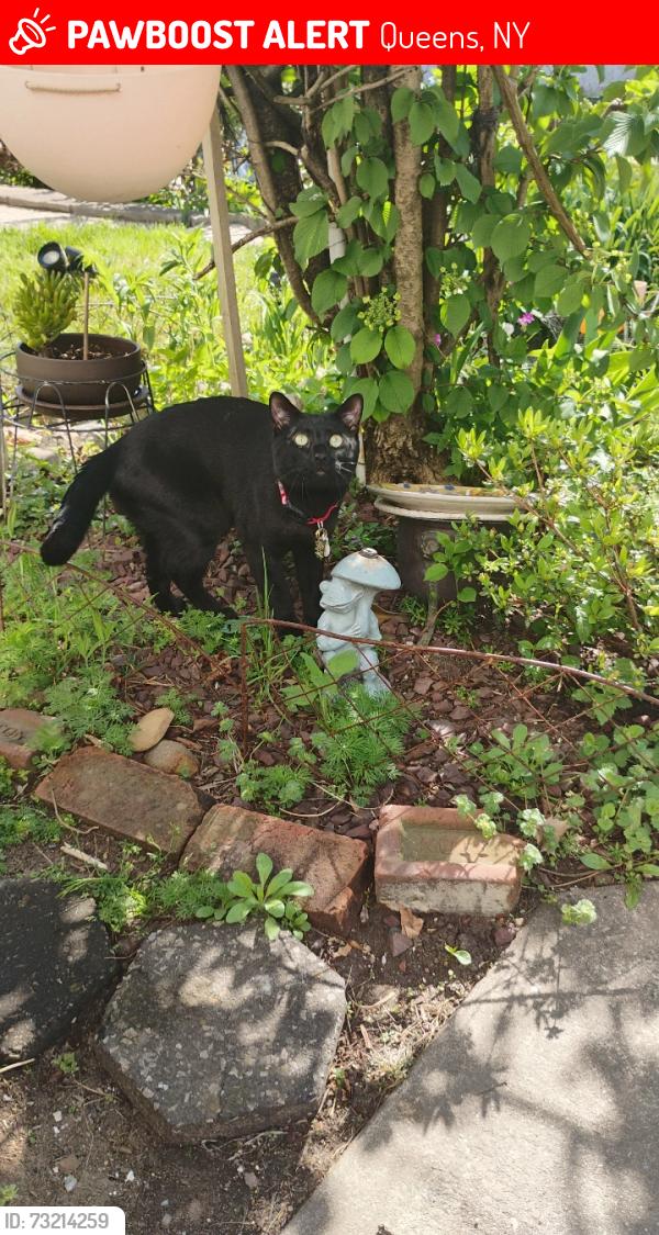 Lost Male Cat last seen I last seen him in the parking lot behind my apmt, Queens, NY 11367