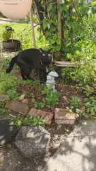 Lost Male Cat last seen I last seen him in the parking lot behind my apmt, Queens, NY 11367