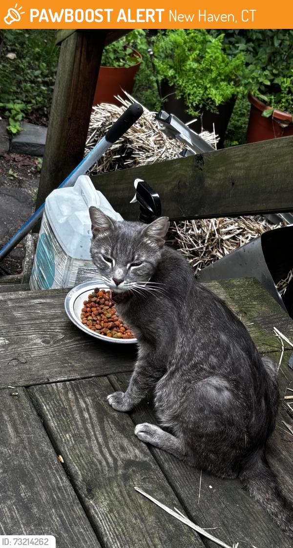 Found/Stray Female Cat last seen Perkins St, New Haven, CT 06513