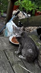 Found/Stray Female Cat last seen Perkins St, New Haven, CT 06513