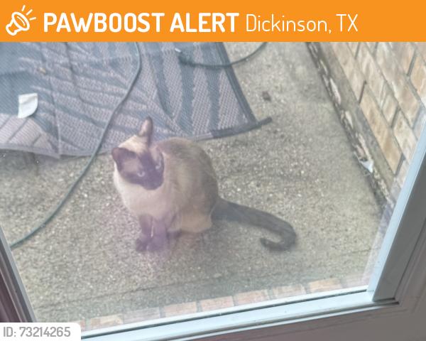 Found/Stray Unknown Cat last seen Meadow Bay drive and Emerald Shore Lane, Dickinson, TX 77539