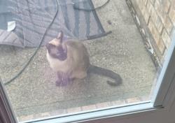 Found/Stray Unknown Cat last seen Meadow Bay drive and Emerald Shore Lane, Dickinson, TX 77539