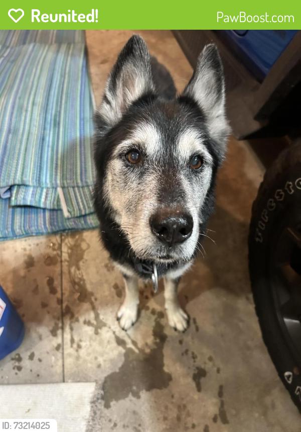 Reunited Male Dog last seen Chase road, Shavertown, PA 18708