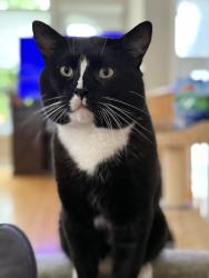 Lost Male Cat last seen Woodland Dr and Ottawa St, Mac, Midland, ON L4R 4V3