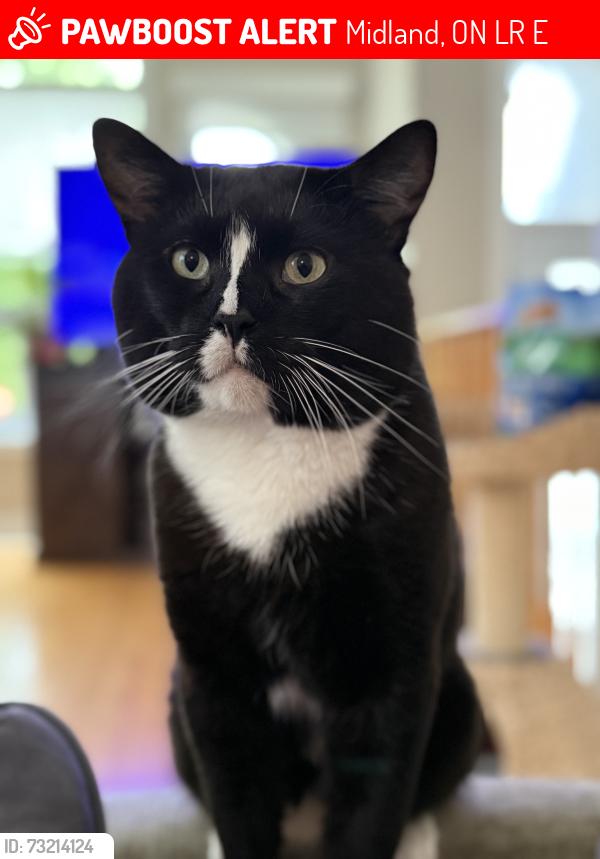 Lost Male Cat last seen Woodland Dr and Ottawa St, Mac, Midland, ON L4R 4V3