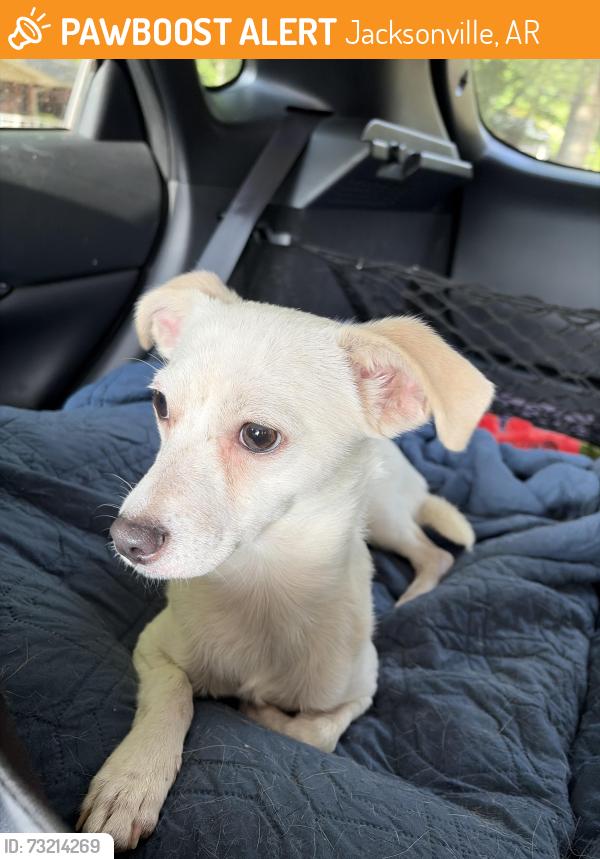 Found/Stray Male Dog last seen Recycle center, Jacksonville, AR 72076