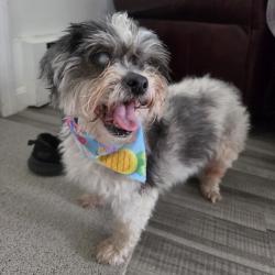 Reunited Male Dog last seen Coolspring Drive & Thistle Drive, Cranston, RI 02920
