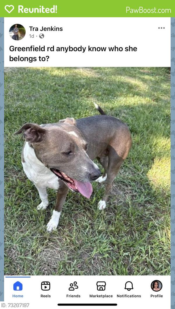 Reunited Female Dog last seen Newport drive, 29223. Also found at Wincay the first time., Columbia, SC 29223