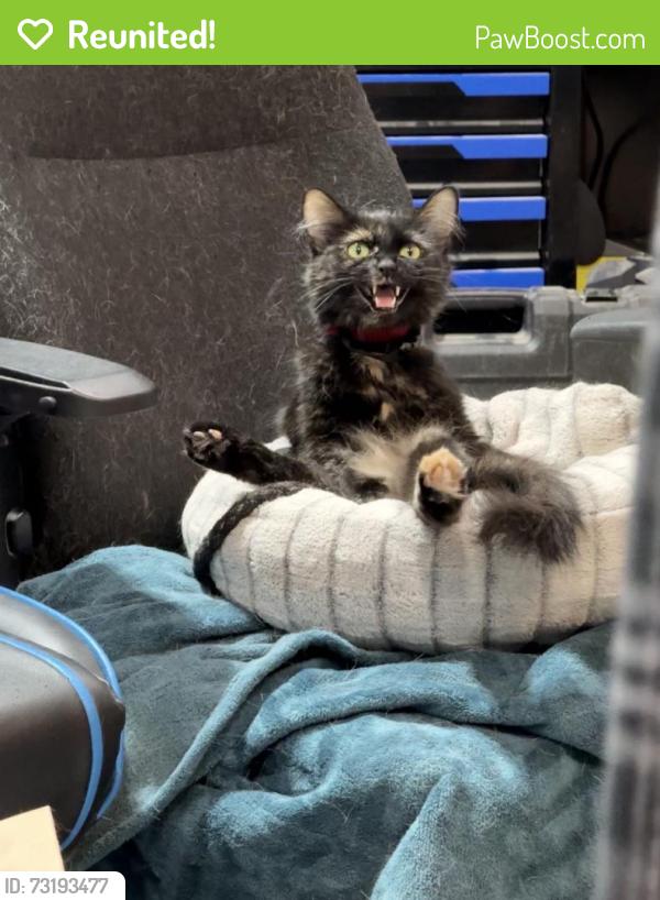 Reunited Female Cat last seen Collins Rd, Buckley, WA 98321, USA, Buckley, WA 98321