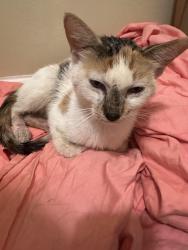 Found/Stray Female Cat last seen Western and Devon, Chicago, IL 60645