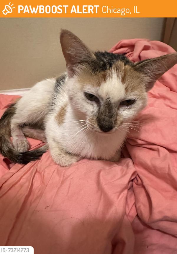 Found/Stray Female Cat last seen Western and Devon, Chicago, IL 60645