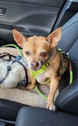 Lost Male Dog last seen Howard St., San Francisco, CA 94103