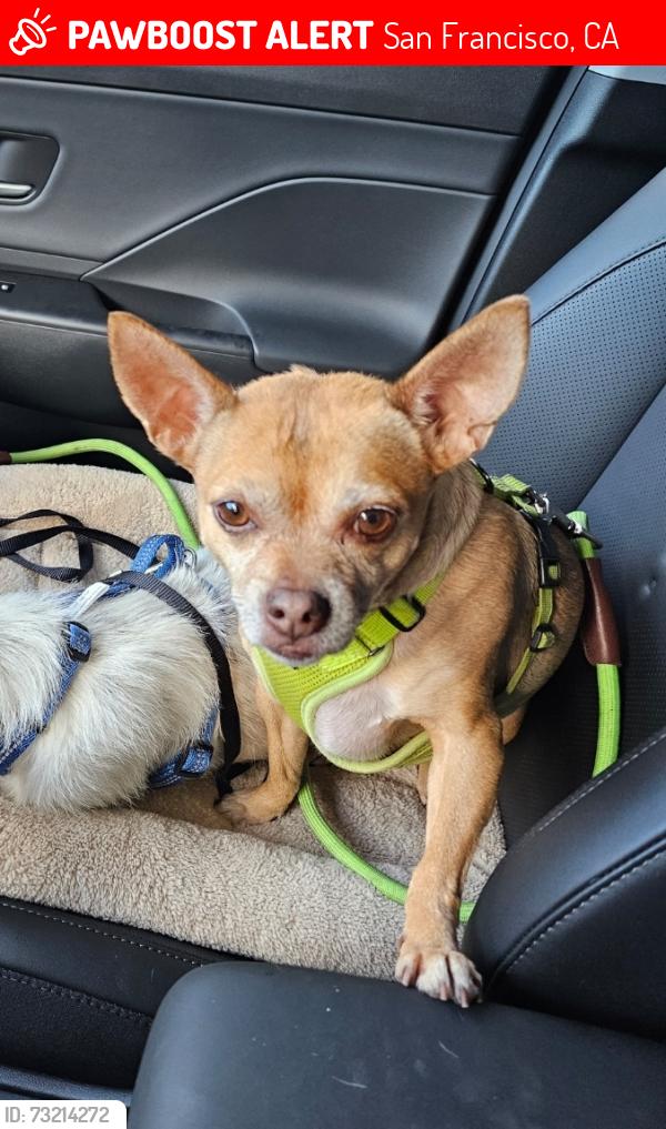Lost Male Dog last seen Howard St., San Francisco, CA 94103