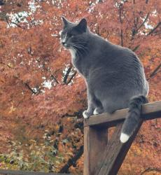 Lost Male Cat last seen NW 11th court, Vancouver, WA 98685