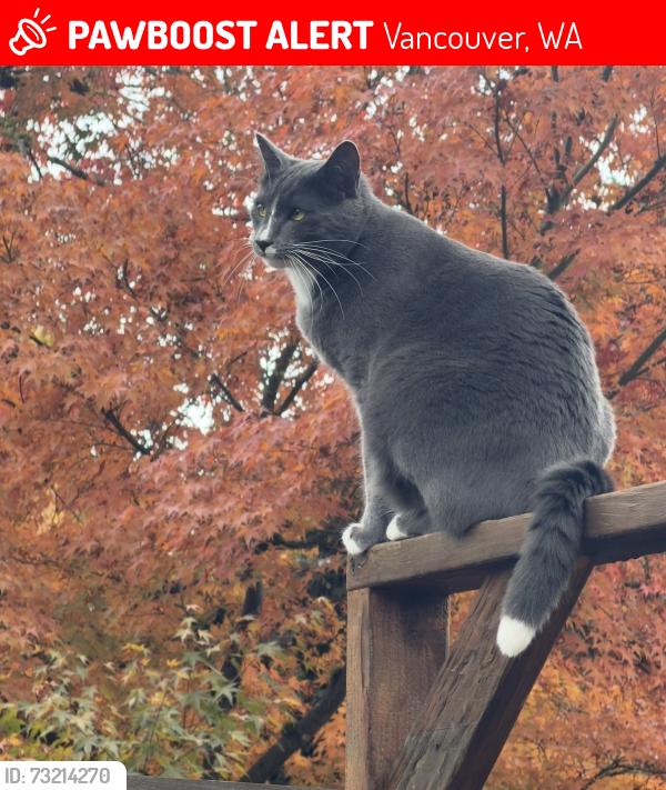 Lost Male Cat last seen NW 11th court, Vancouver, WA 98685