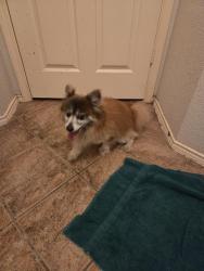 Reunited Male Dog last seen Mckinney Ridge and Ridge, McKinney, TX 75070