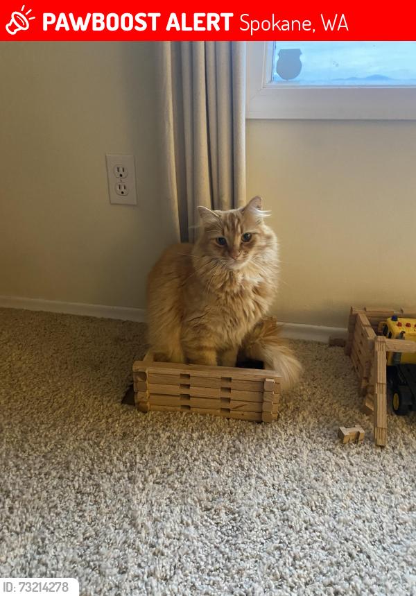 Lost Male Cat last seen Lehman, Spokane, WA 99217