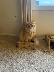 Lost Male Cat last seen Lehman, Spokane, WA 99217