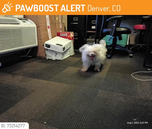 Found/Stray Male Dog last seen Federal & I70 (Motel 6), Denver, CO 80221