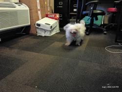 Found/Stray Male Dog last seen Federal & I70 (Motel 6), Denver, CO 80221