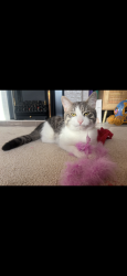Lost Male Cat last seen Corston View, Bath and North East Somerset, England 