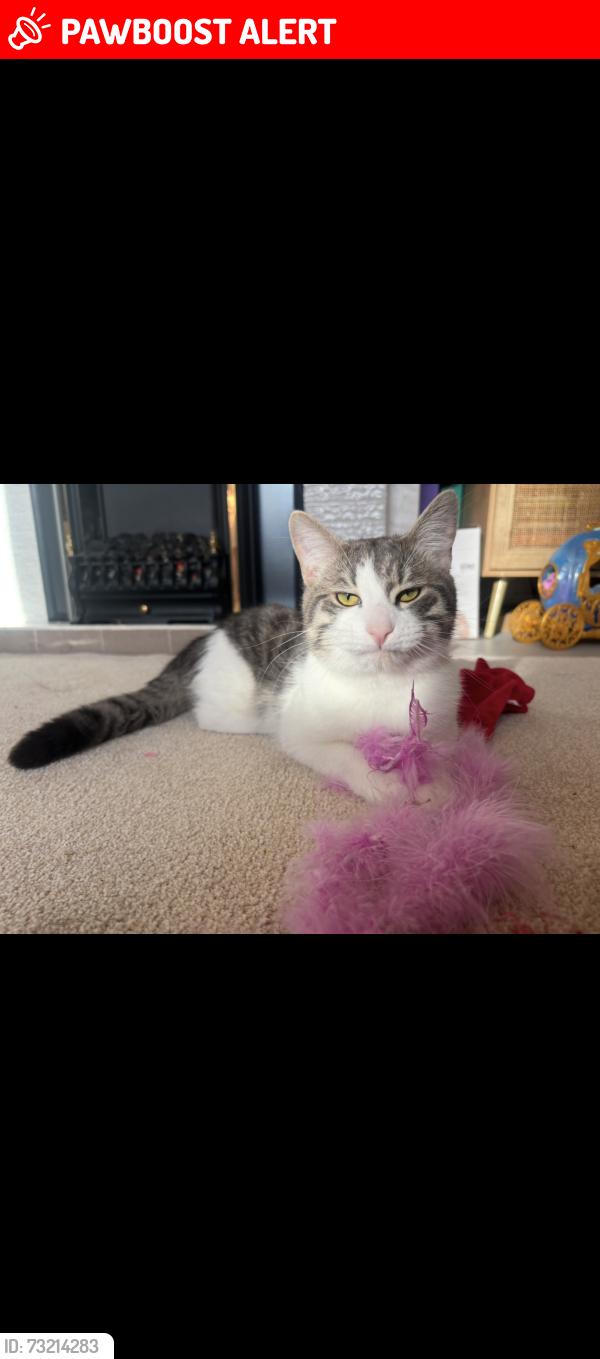 Lost Male Cat last seen Corston View, Bath and North East Somerset, England 