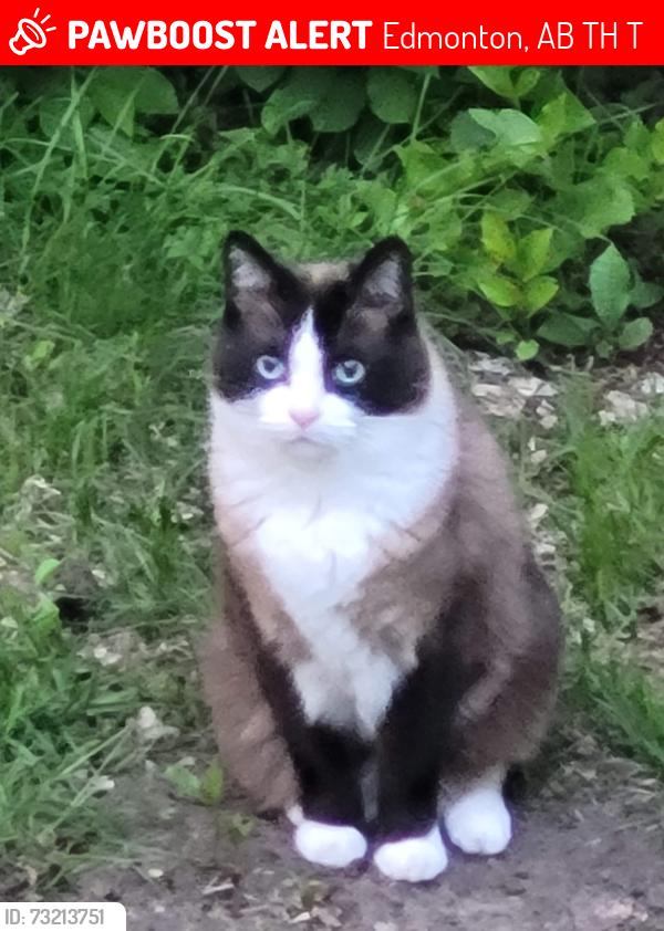 Lost Male Cat last seen Near 58 ave NW, Edmonton Alberta, Edmonton, AB T6H 4T2