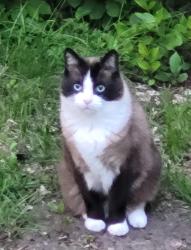 Lost Male Cat last seen Near 58 ave NW, Edmonton Alberta, Edmonton, AB T6H 4T2