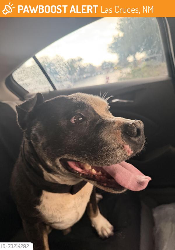 Found/Stray Male Dog last seen Jornada and Engler Rd, Las Cruces, NM 88011