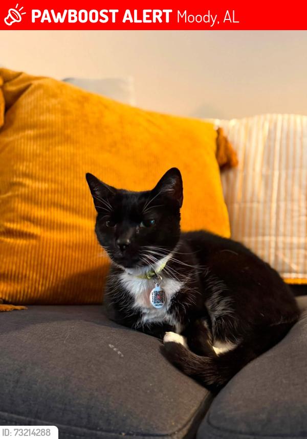Lost Female Cat last seen Tractor Supply, Moody, AL 35004