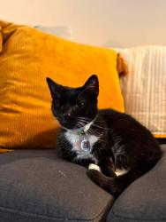 Lost Female Cat last seen Tractor Supply, Moody, AL 35004