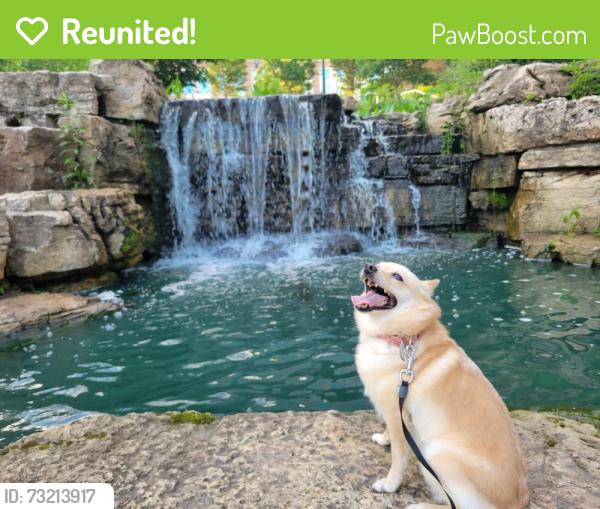 Reunited Female Dog last seen Near mobile on Forsyth, St. Louis, MO 63105