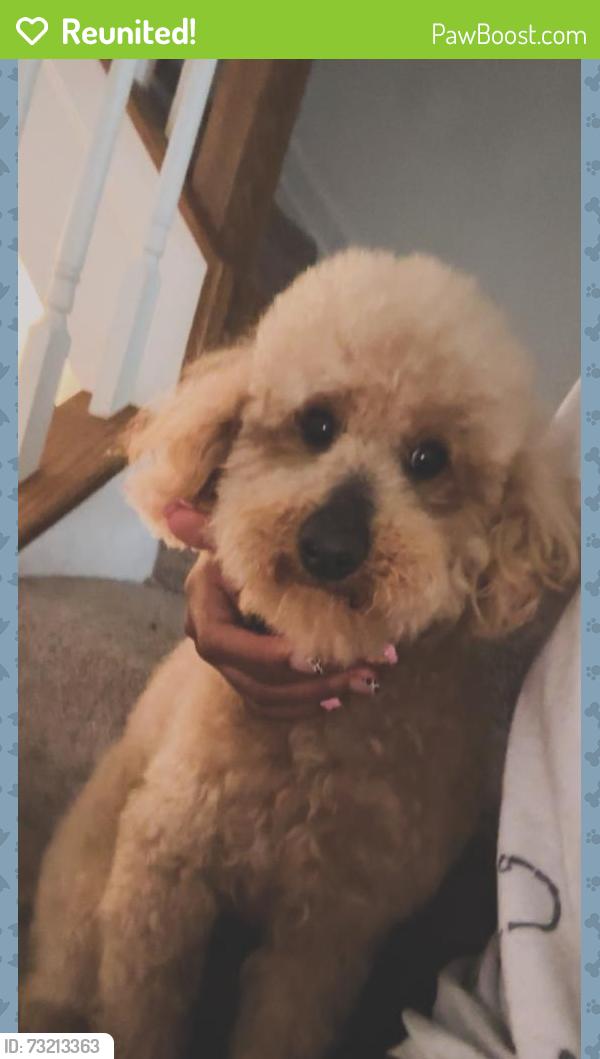 Reunited Male Dog last seen Lyons mill elementary school,owings mills county Baltimore md, Owings Mills, MD 21117