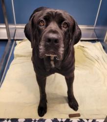Shelter Stray Female Dog last seen Near BLOCK W PHILADELPHIA ST, DETROIT MI 48206, 7401 Chrysler Dr, Detroit, MI 48211, USA