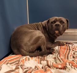 Shelter Stray Male Dog last seen 7MILE & LASHER RD DETROIT, MI 48219, 7401 Chrysler Dr, Detroit, MI 48211, USA