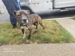 Shelter Stray Female Dog last seen Near BLOCK RUTHERFORD ST, DETROIT, MI ,48235, 7401 Chrysler Dr, Detroit, MI 48211, USA