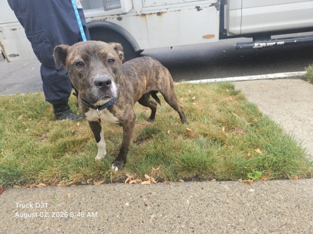 Shelter Stray Female Dog last seen Near BLOCK RUTHERFORD ST, DETROIT, MI ,48235, 7401 Chrysler Dr, Detroit, MI 48211, USA