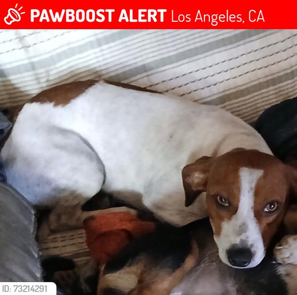 Lost Male Dog last seen Near mcgarry, Los Angeles, CA 90021
