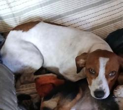 Lost Male Dog last seen Near mcgarry, Los Angeles, CA 90021