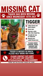 Lost Female Cat last seen Laidon Avenue, Rimsdale Close, Cheshire East, England 