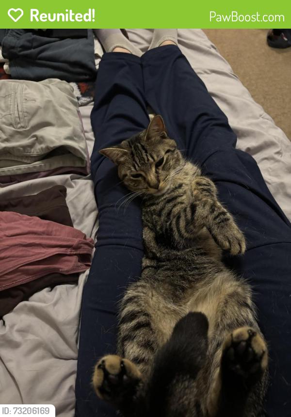 Reunited Male Cat last seen apmt building 7000, Wexford, PA 15090