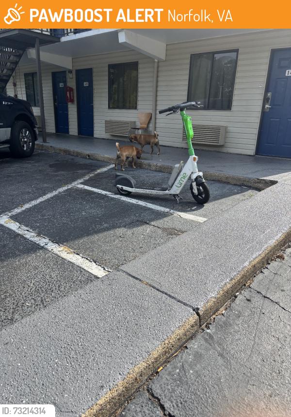 Found/Stray Male Dog last seen Travel lodge hotel, Norfolk, VA 23502