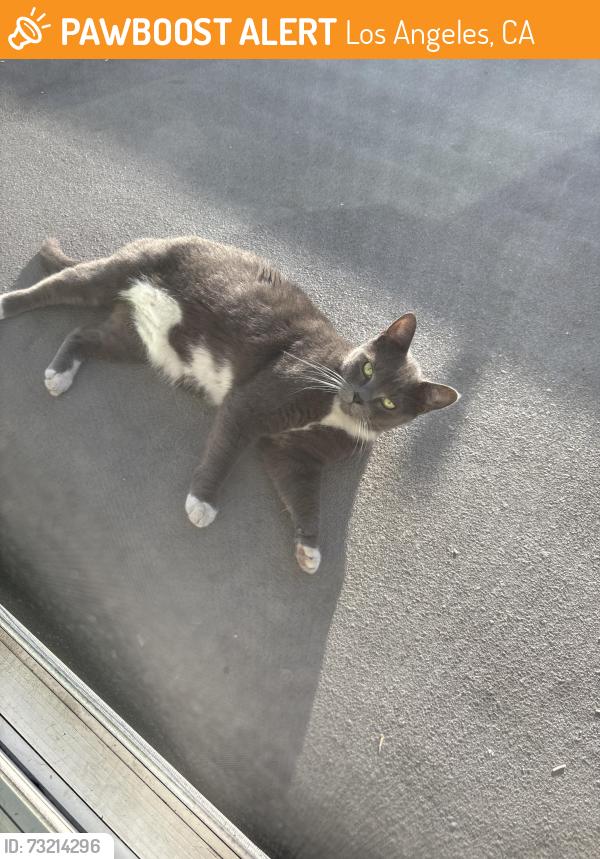 Found/Stray Male Cat last seen 11th and Oxford, Los Angeles, CA 90006