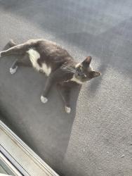 Found/Stray Male Cat last seen 11th and Oxford, Los Angeles, CA 90006
