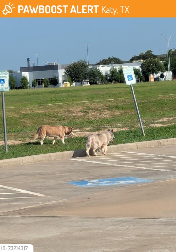Found/Stray Unknown Dog last seen Katy boardwalk, Katy, TX 77494