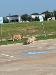 Found/Stray Unknown Dog last seen Katy boardwalk, Katy, TX 77494