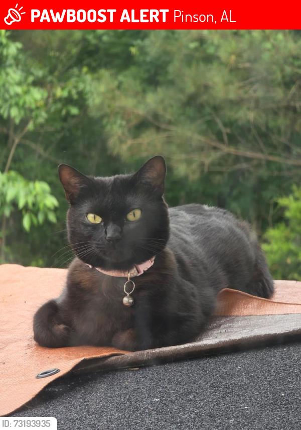 Lost Female Cat last seen murphree cir, Pinson, AL 35126